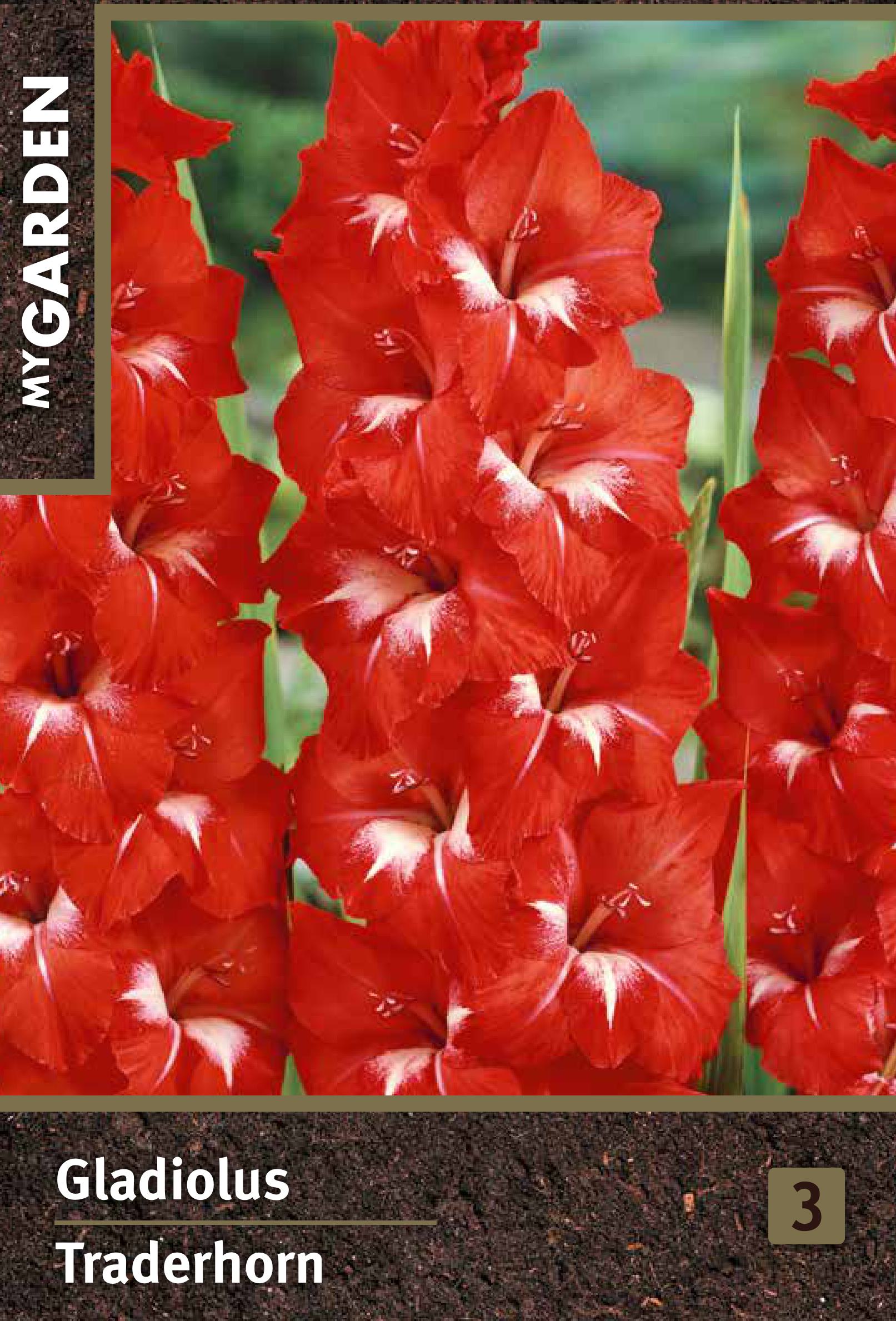 Изображение товара Гладиолус крупноцветковый Траденхорн луковицы для сада эффектное яркое цветение