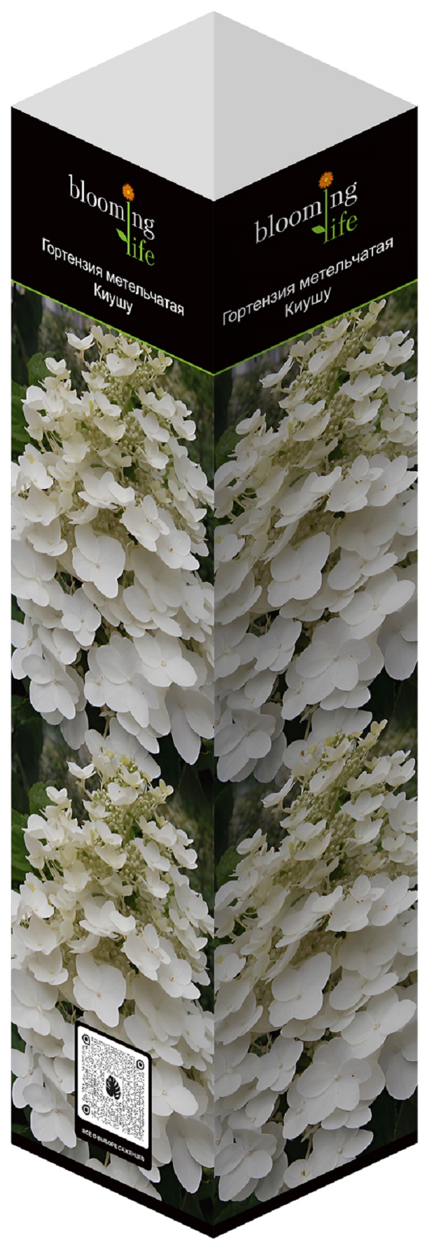 Изображение товара Гортензия метельчатая Киушу - многолетний саженец для сада и ландшафта