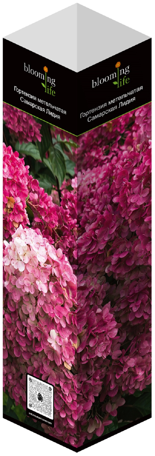 Изображение товара Гортензия метельчатая Самарская Лидия с яркими цветками, контейнер