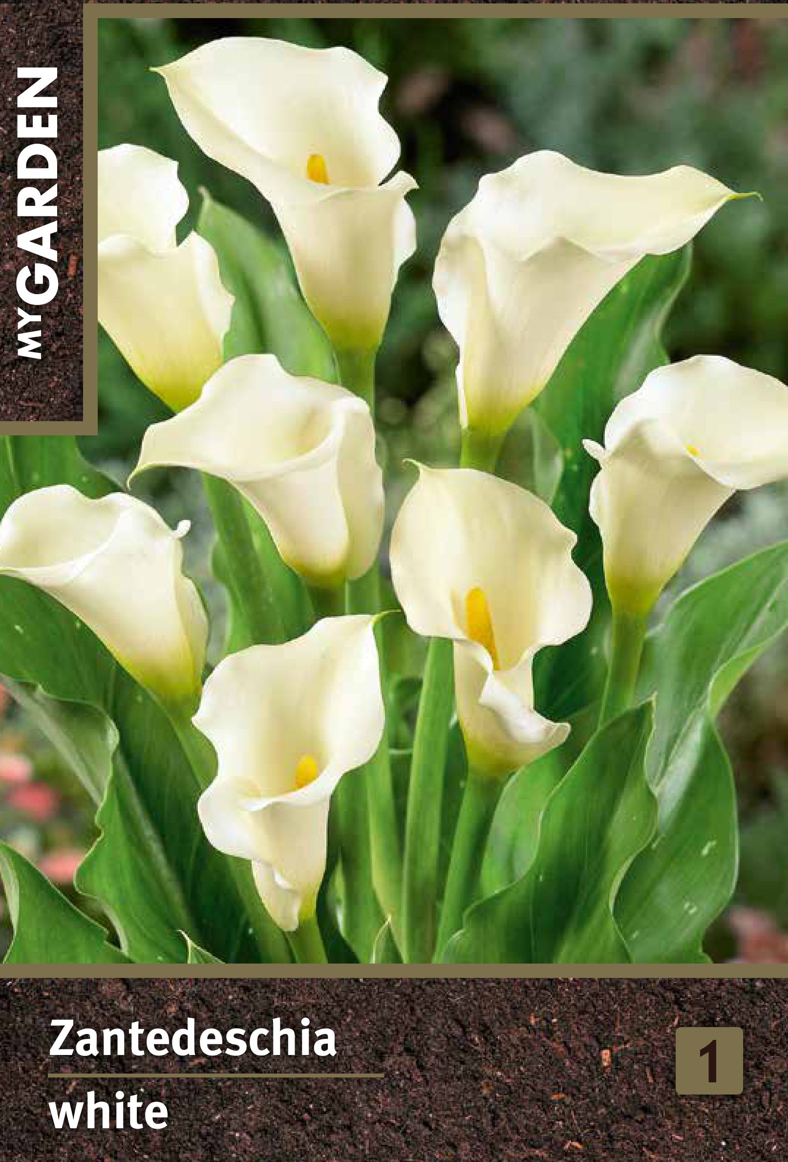 Изображение товара Калла белая корневая культура для сада и интерьера 5732569