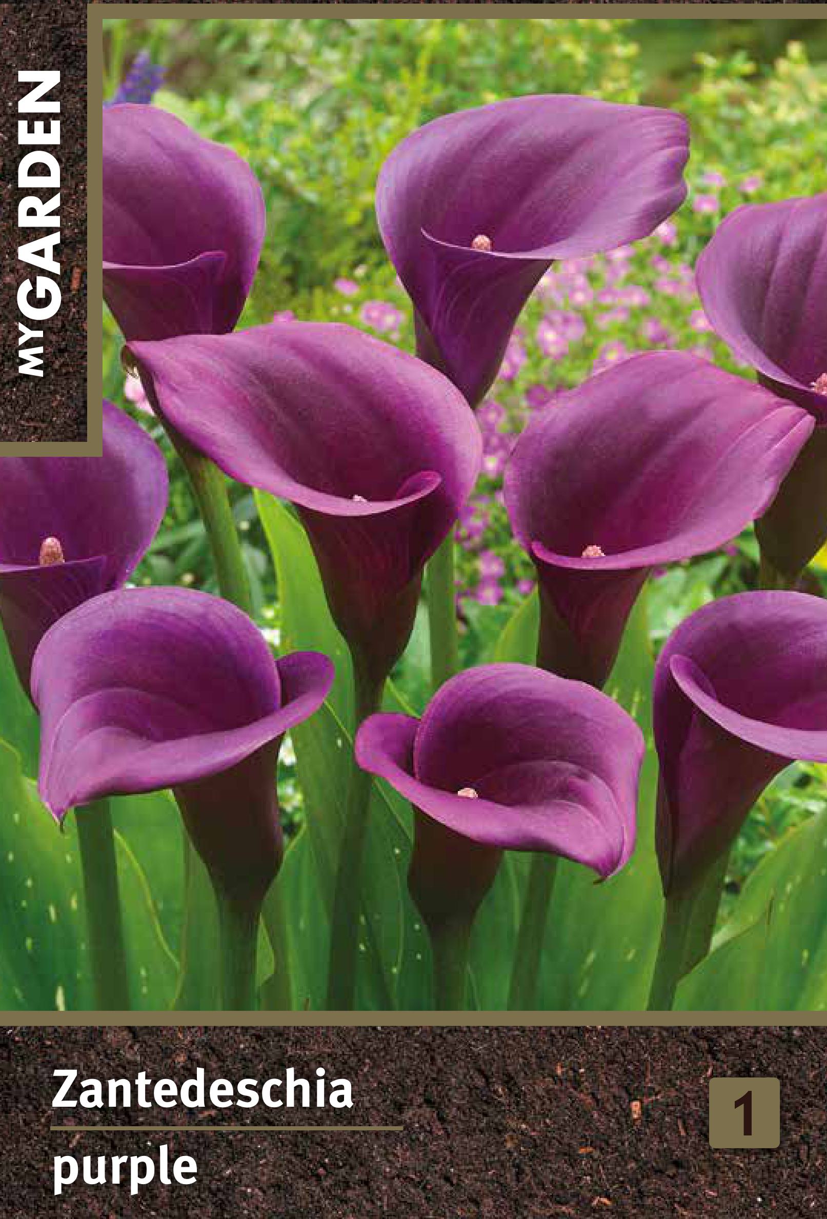 Изображение товара Калла пурпурная