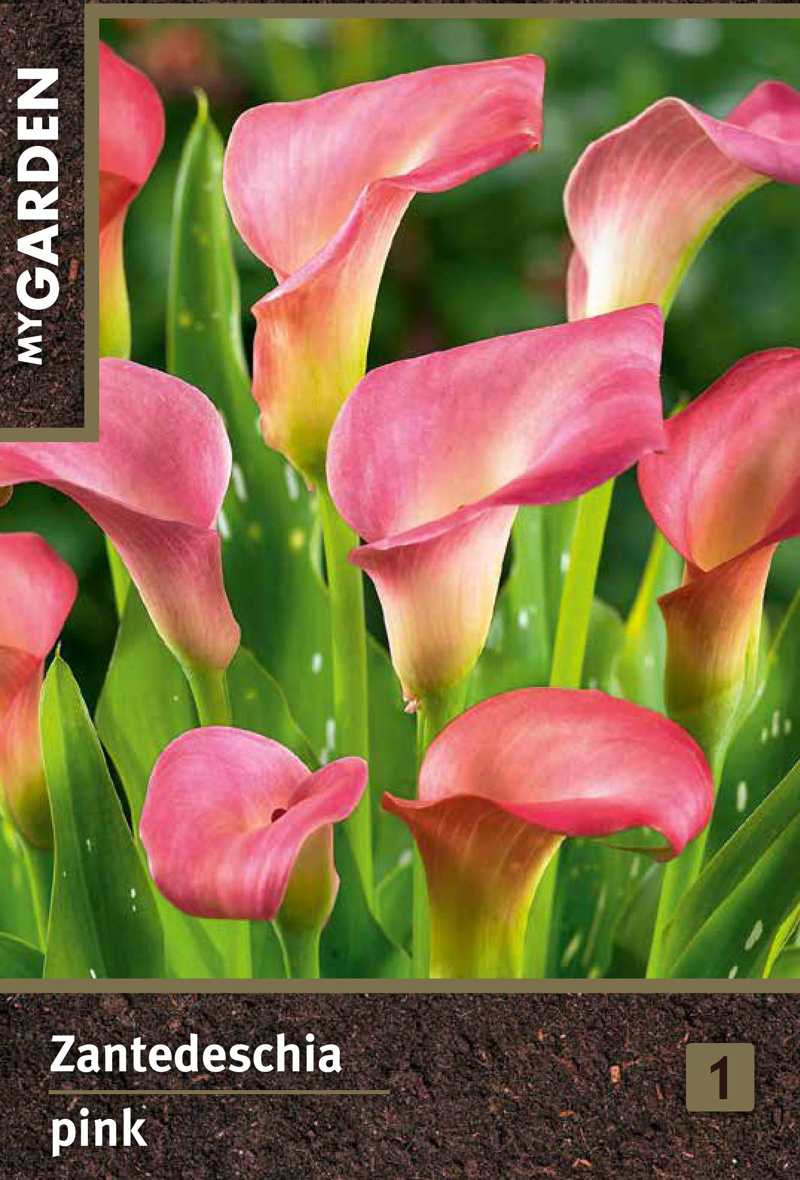 Изображение товара Калла розовая корневище для выращивания и украшения сада или дома