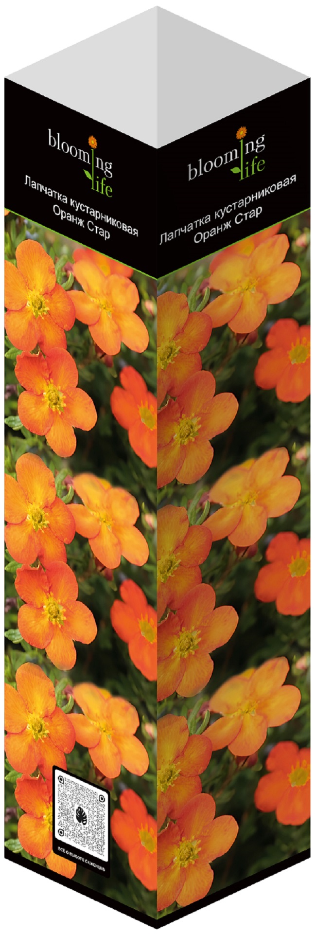 Изображение товара Лапчатка кустарниковая Оранж Стар