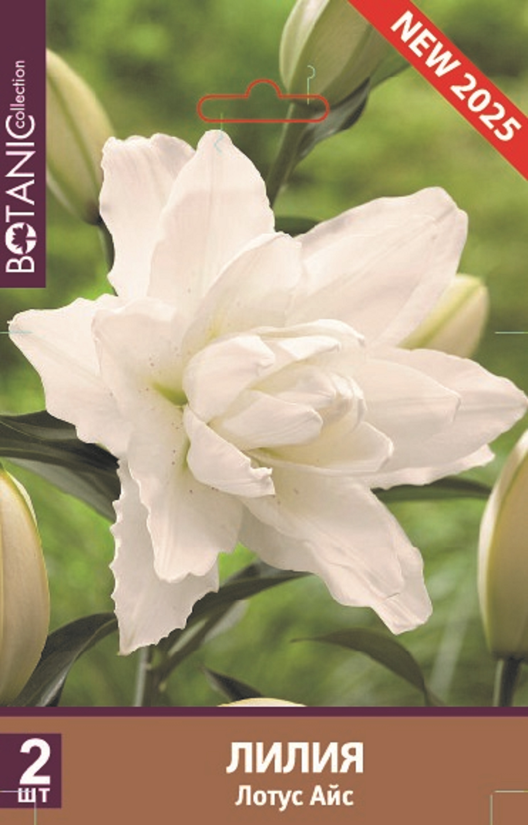 Изображение товара Лилия восточная махровая Лотус Айс - морозоустойчивый гибрид с пышными цветами