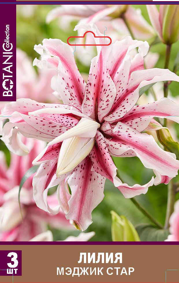 Изображение товара Лилия восточная махровая Мэджик Стар - крупные яркие цветы с ароматом