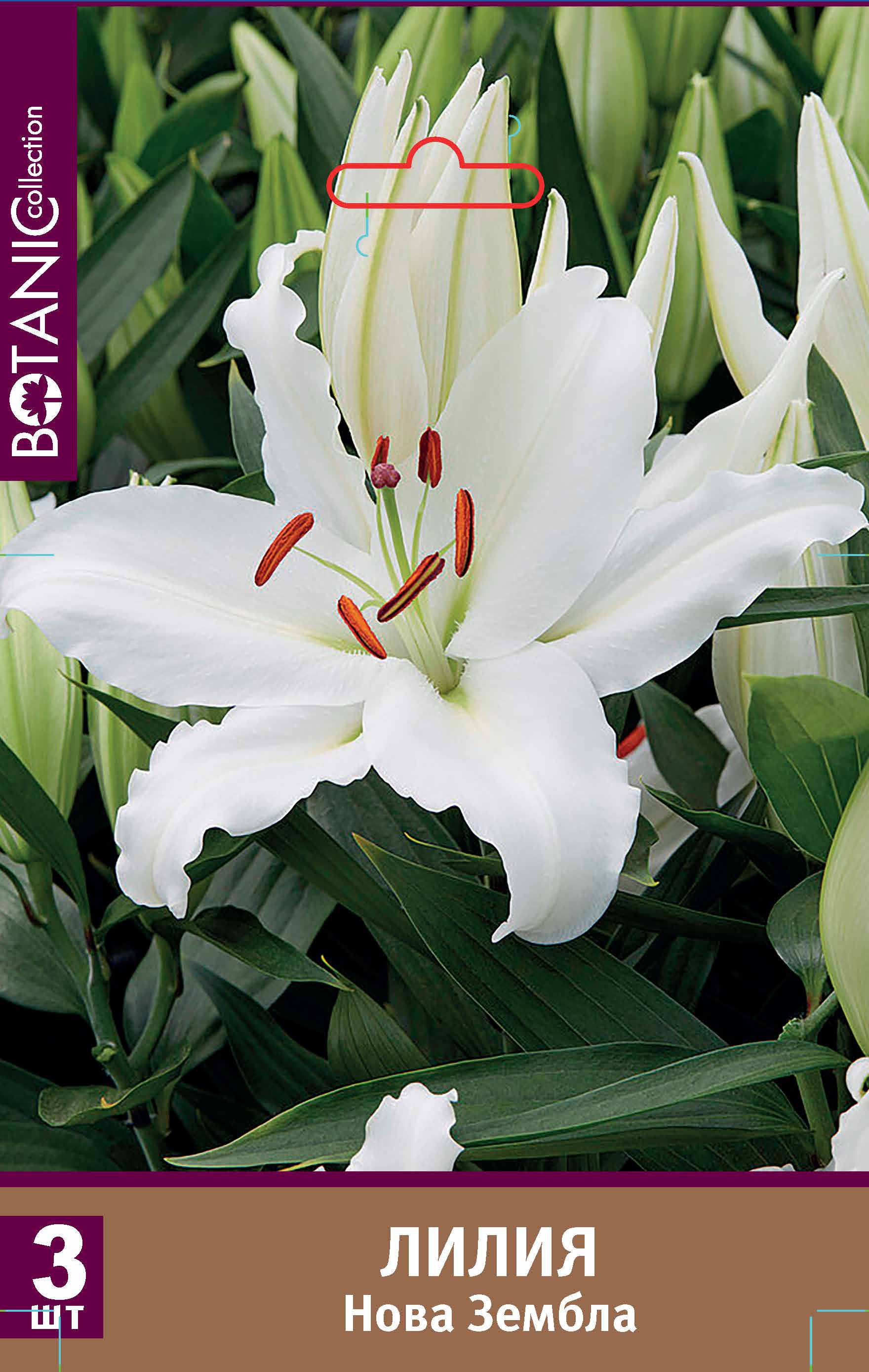 Изображение товара Луковицы лилии восточной Нова Зембла для сада и букетов