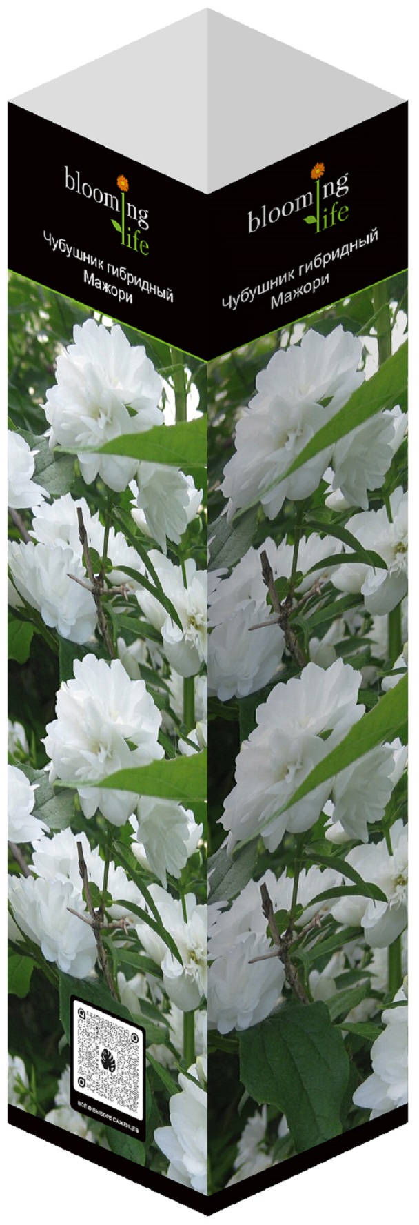 Изображение товара Чубушник гибридный Мажори садовый кустарник с ароматными белыми цветами