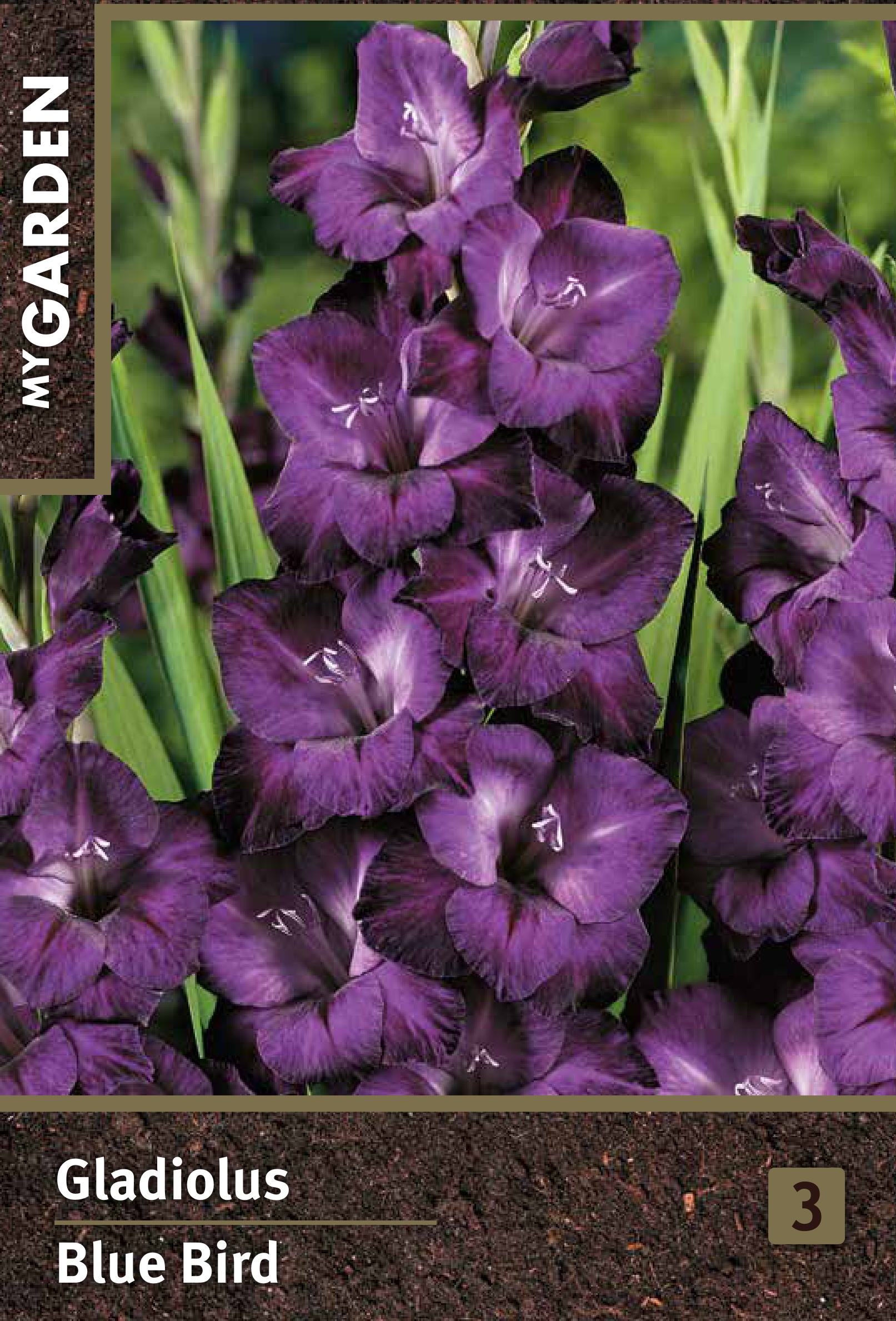 Изображение товара Луковицы гладиолуса крупноцветкового Блю Берд для яркого сада