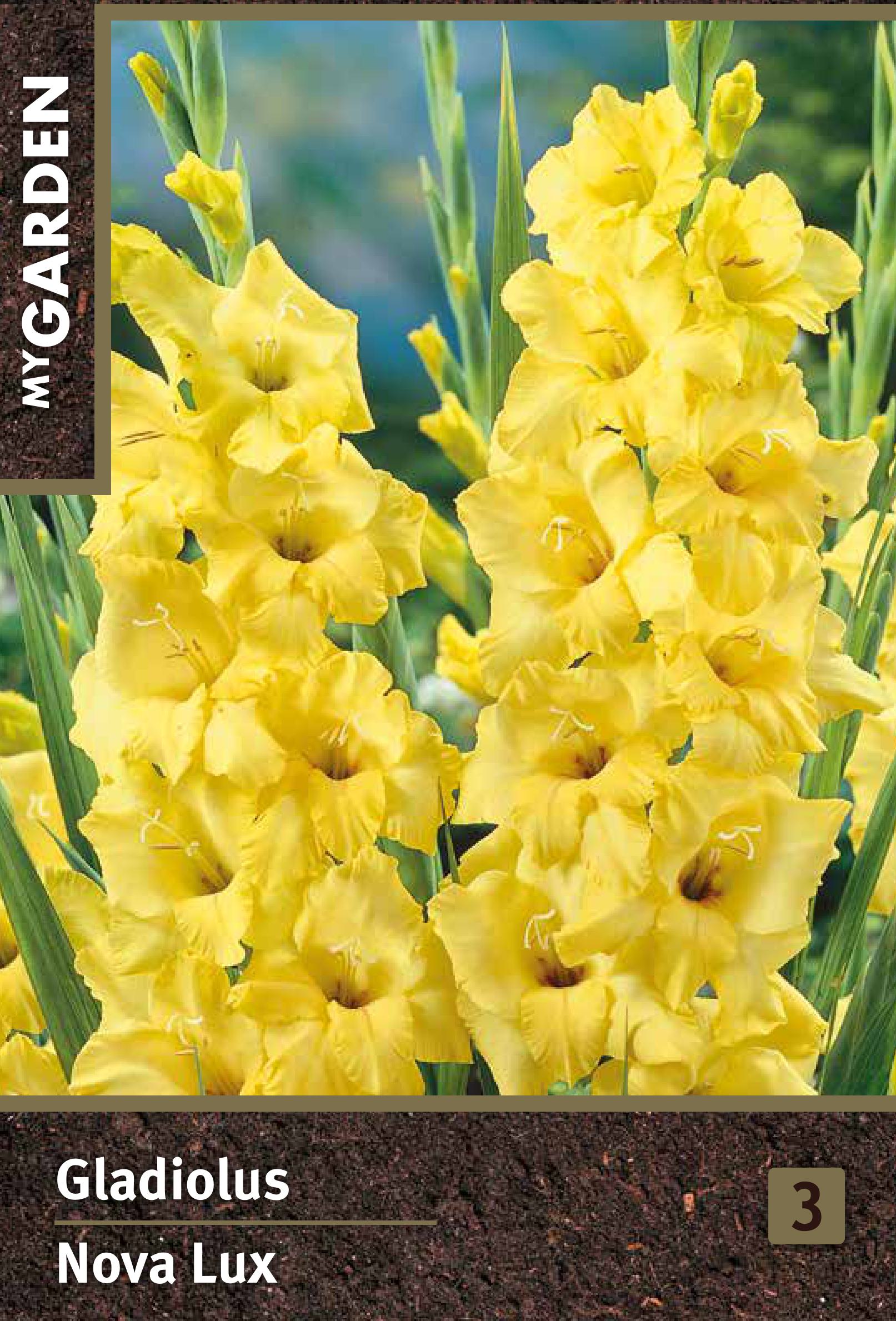 Изображение товара Гладиолус крупноцветковый Нова Люкс луковицы для сада яркие цветы