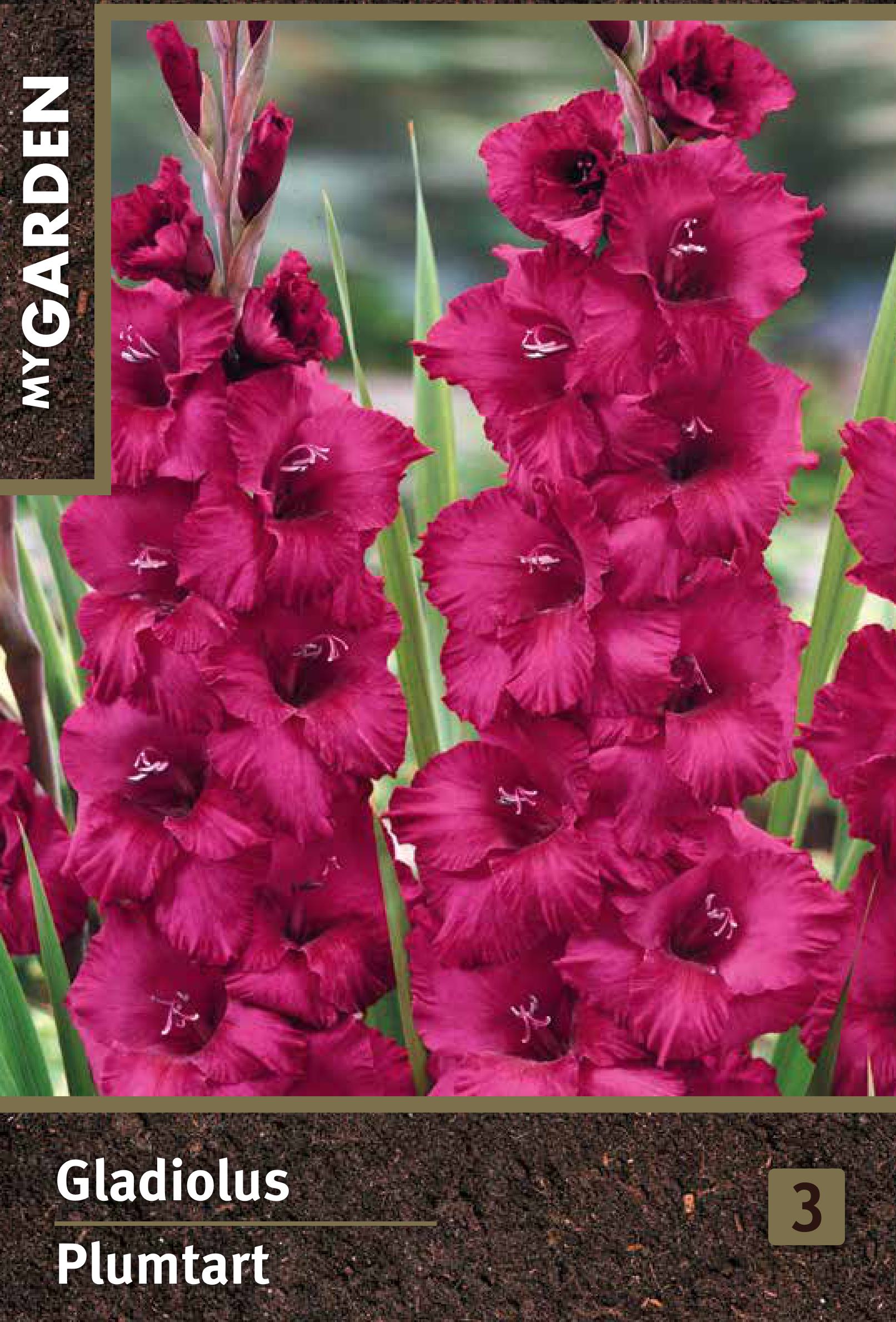 Изображение товара Гладиолус крупноцветковый Плюм Тарт