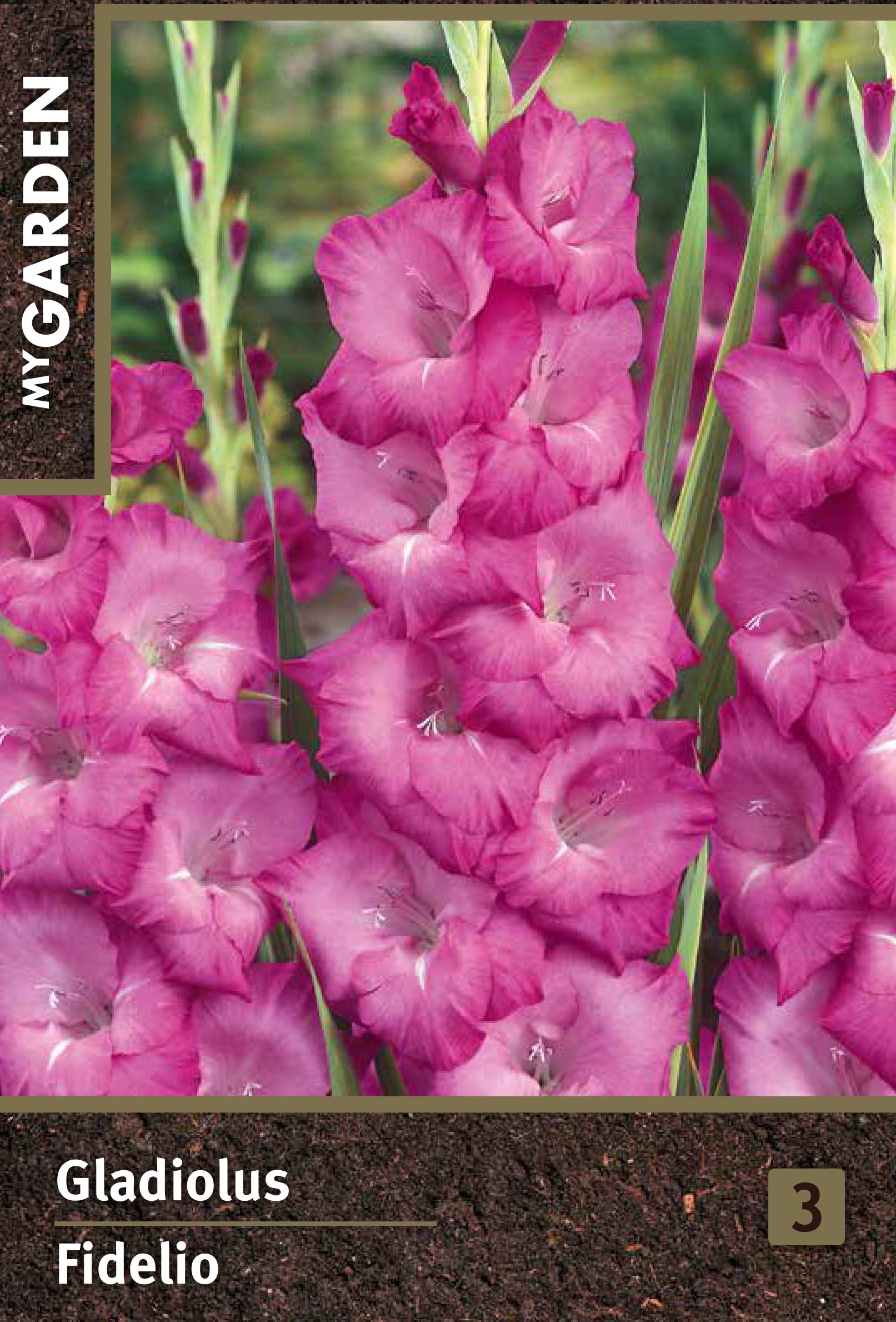 Изображение товара Гладиолус крупноцветковый Фиделио для вашего сада