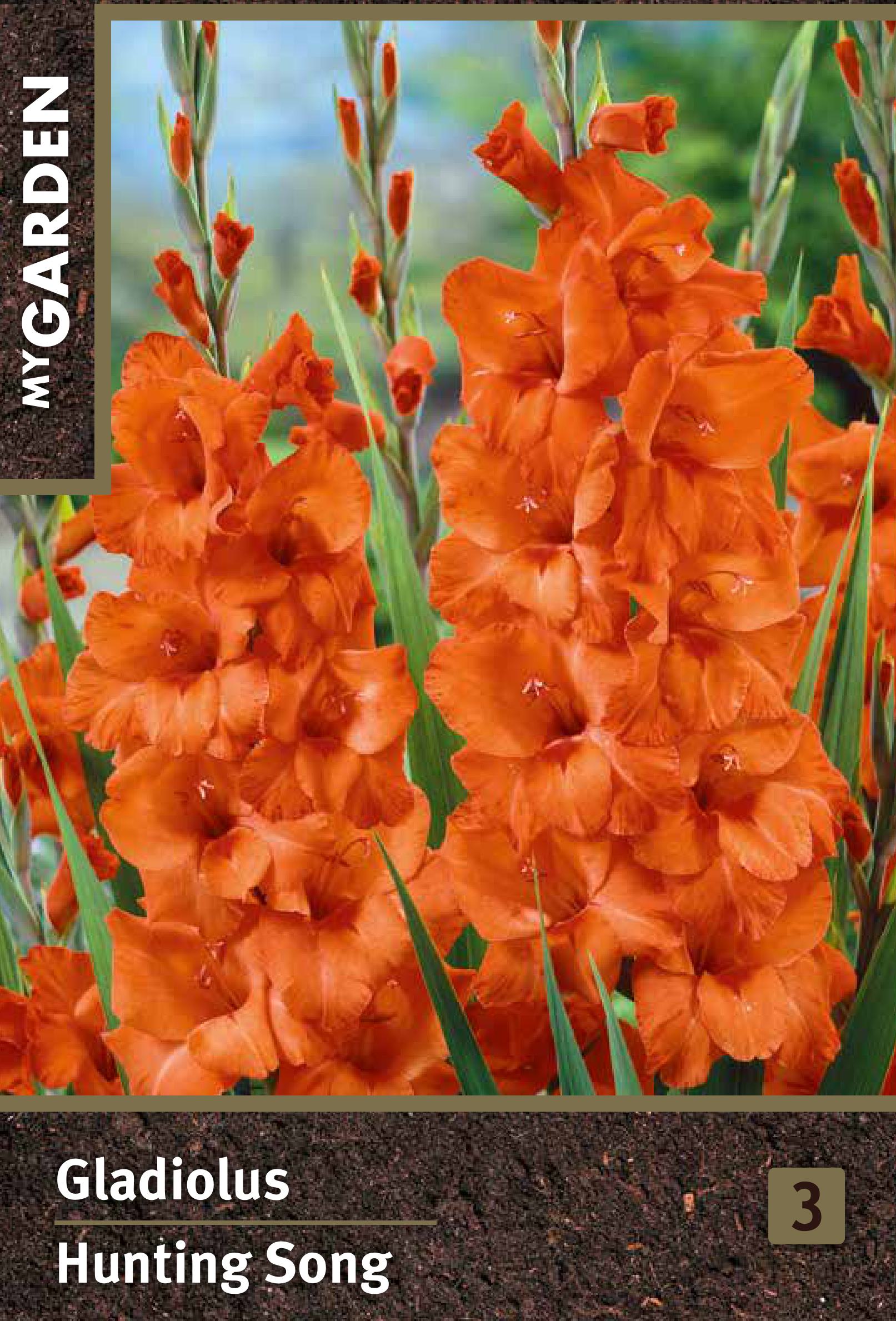 Изображение товара Гладиолус крупноцветковый Хантинг Сонг - яркое декоративное растение для сада