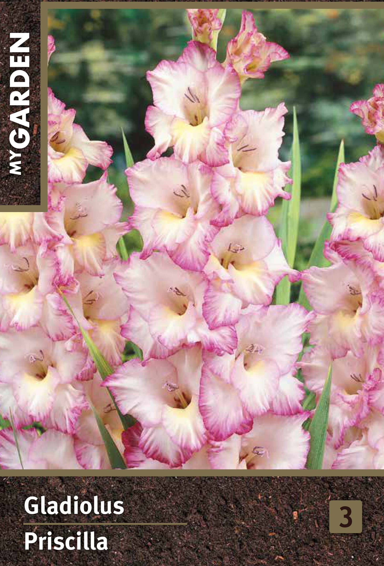 Изображение товара Гладиолус крупноцветковый Присцилла для декора и букетов