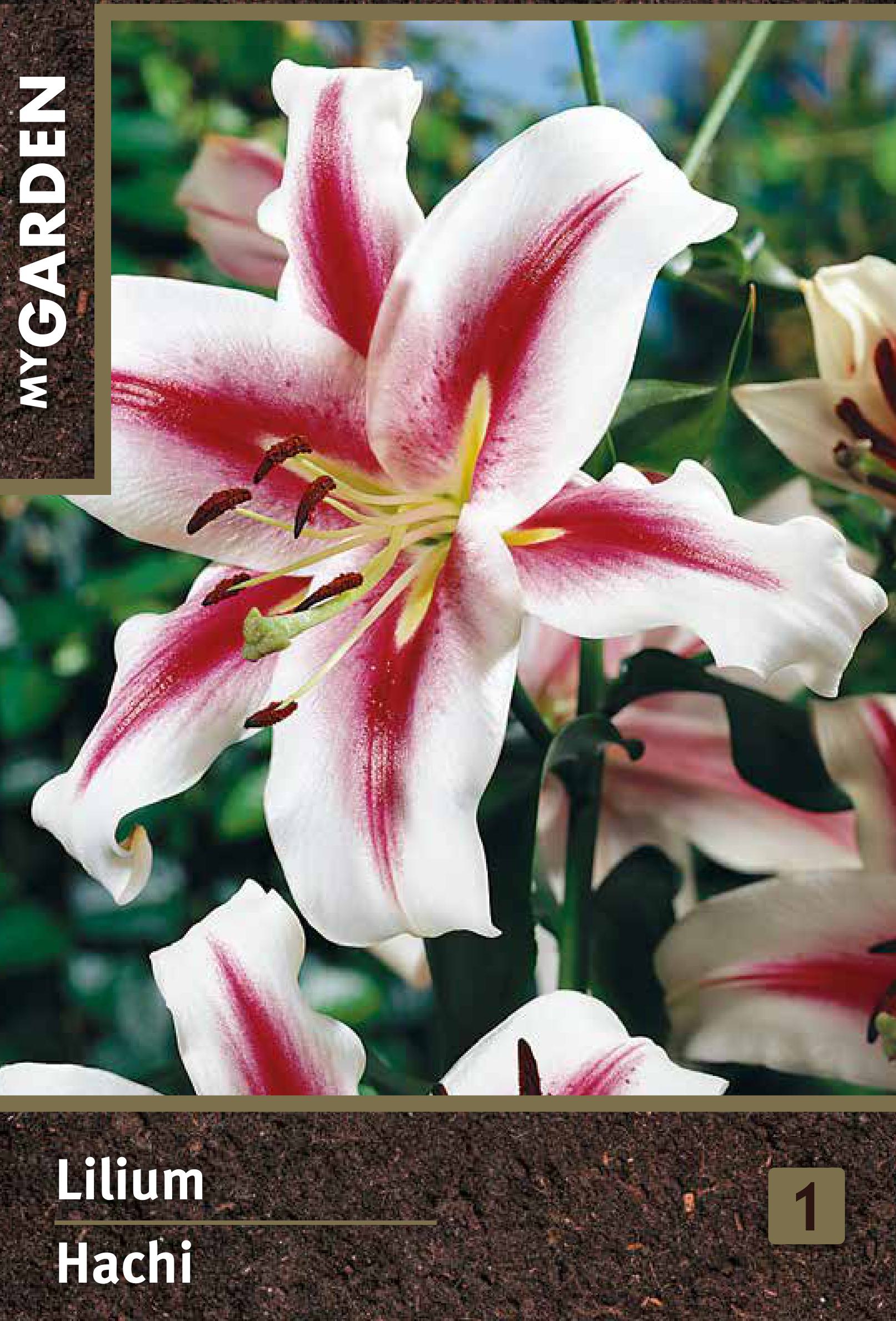 Изображение товара Лилия восточная Хачи 1шт. - крупный декоративный цветок для сада