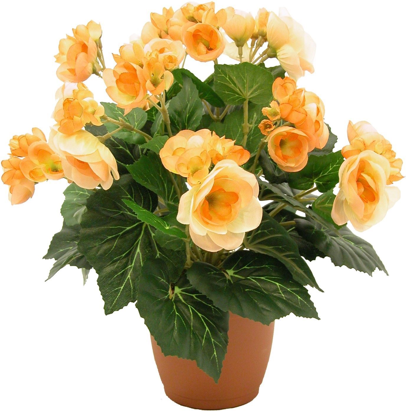 Изображение товара Бегония Элатиор микс - декоративное растение для дома