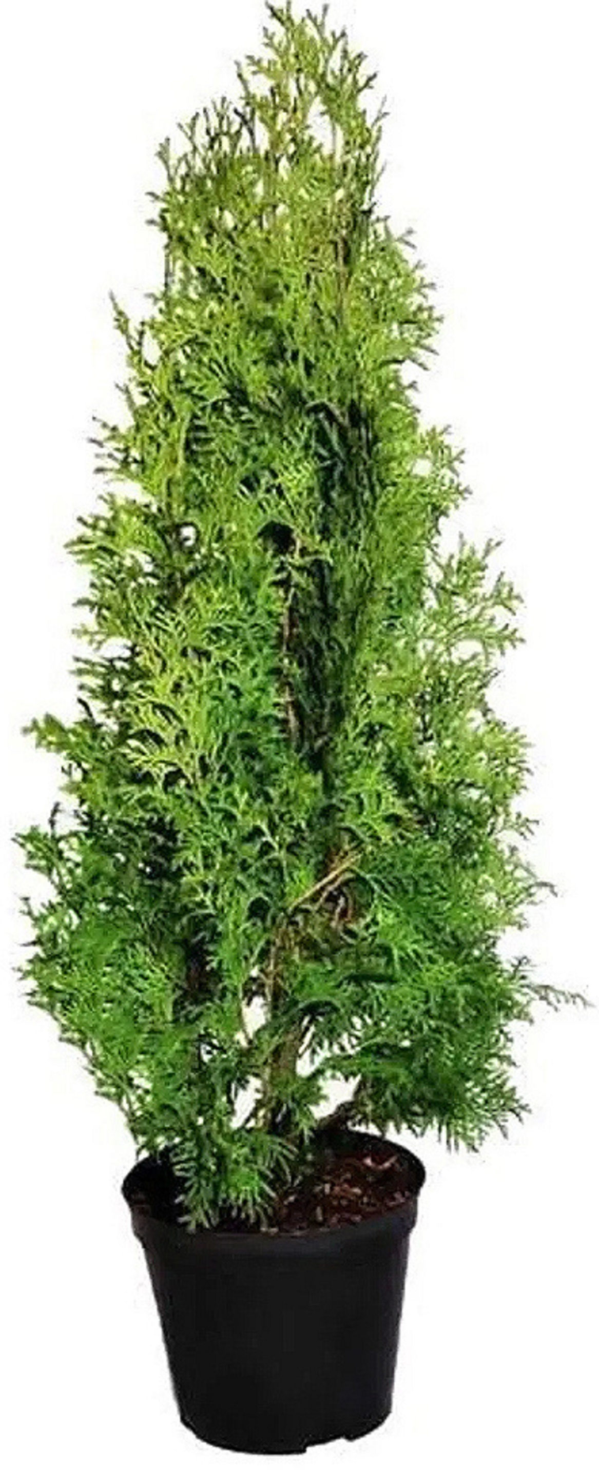 Изображение товара Туя западная Колумна с комом  C12 H80 для живых изгородей и ландшафта