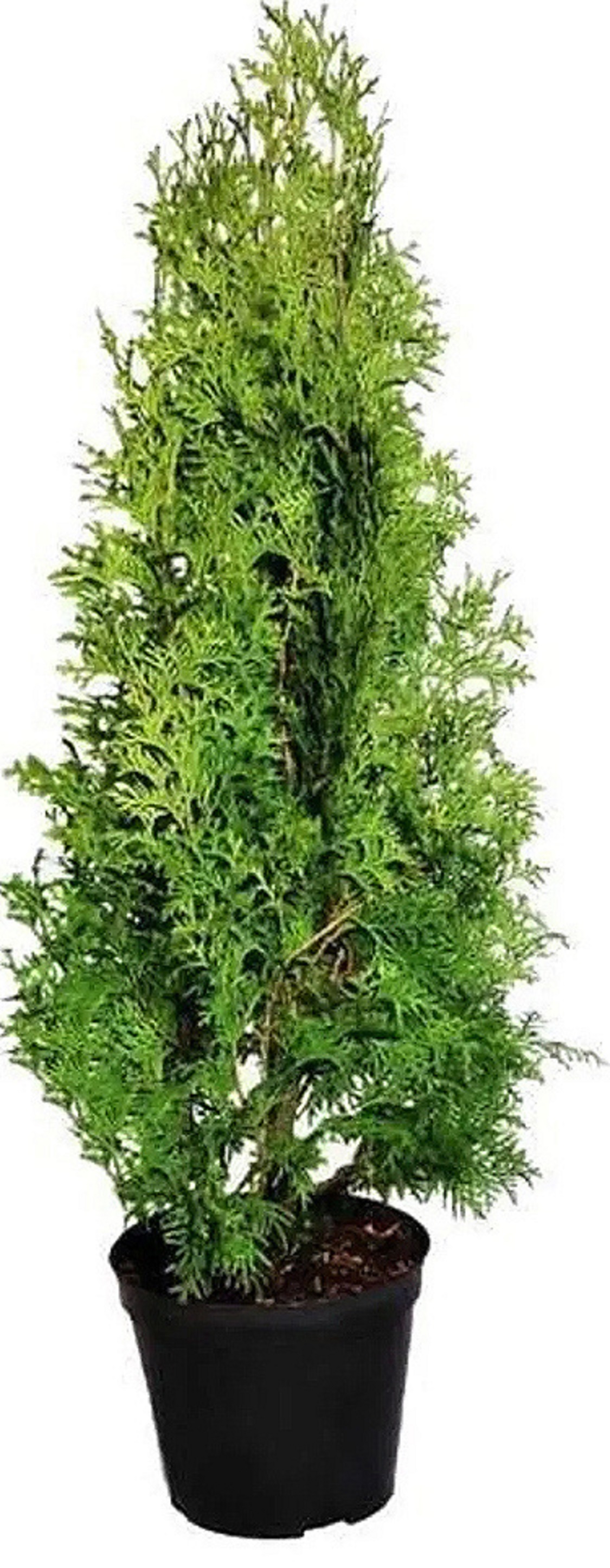 Изображение товара Туя западная Колумна с комом  высота 5-8 м быстроростущее хвойное растение