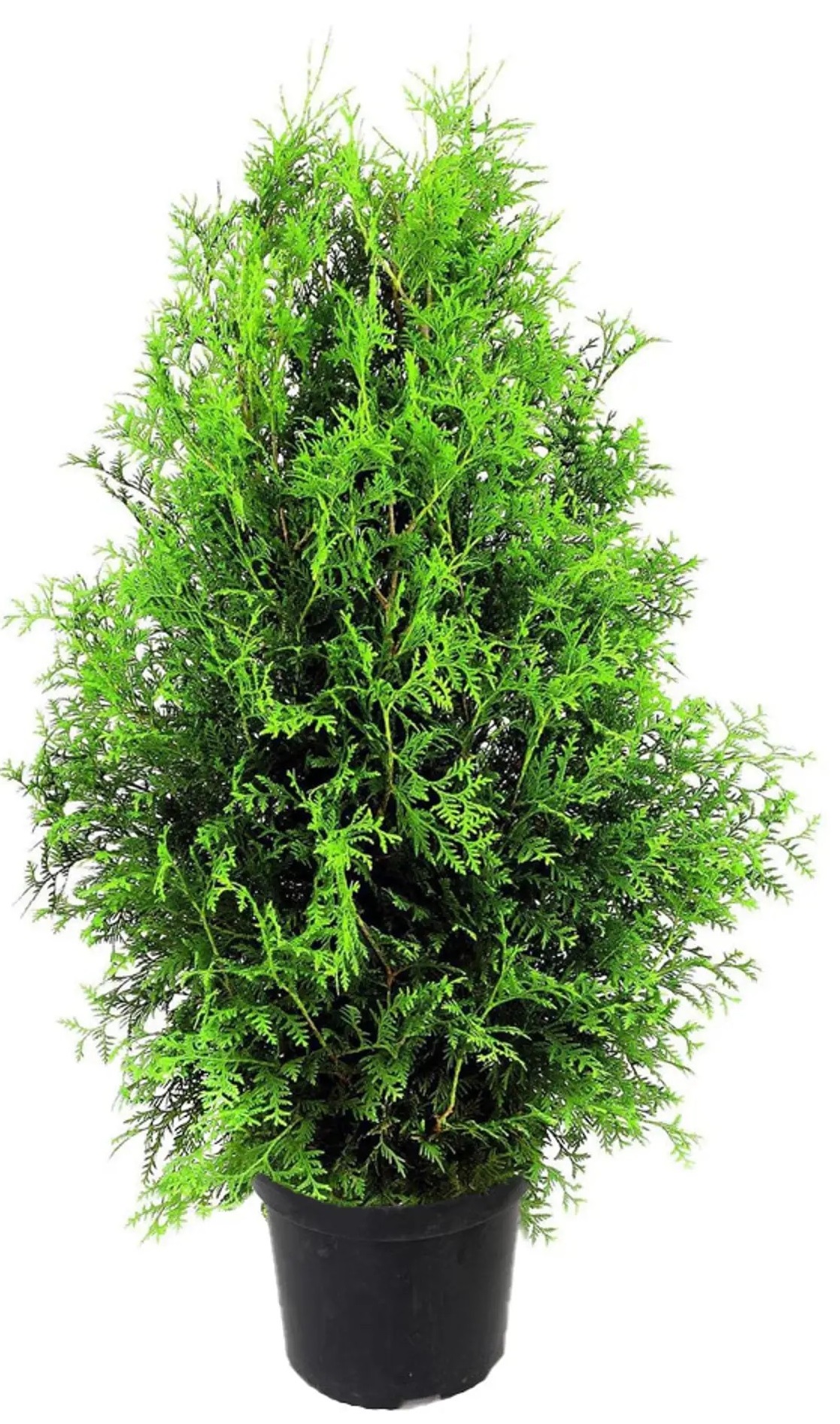Изображение товара Туя западная Брабант с комом  C25 H160 декоративное хвойное растение