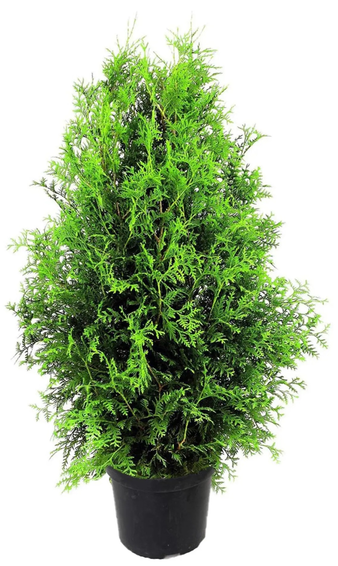 Изображение товара Туя западная Брабант с комом 4-5 м, быстрорастущее вечнозеленое растение