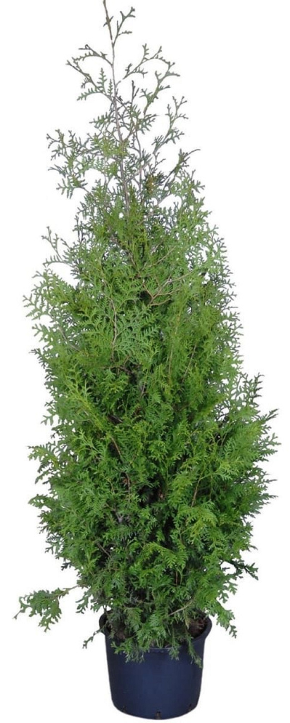 Изображение товара Туя западная Брабант с комом C40 H180 - декоративное хвойное растение для садов