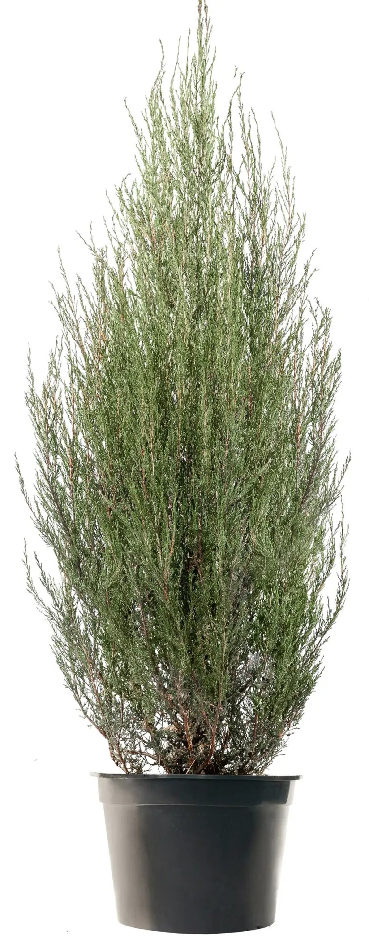 Изображение товара Можжевельник скальный Блю Арроу (с комом) С12 H100   