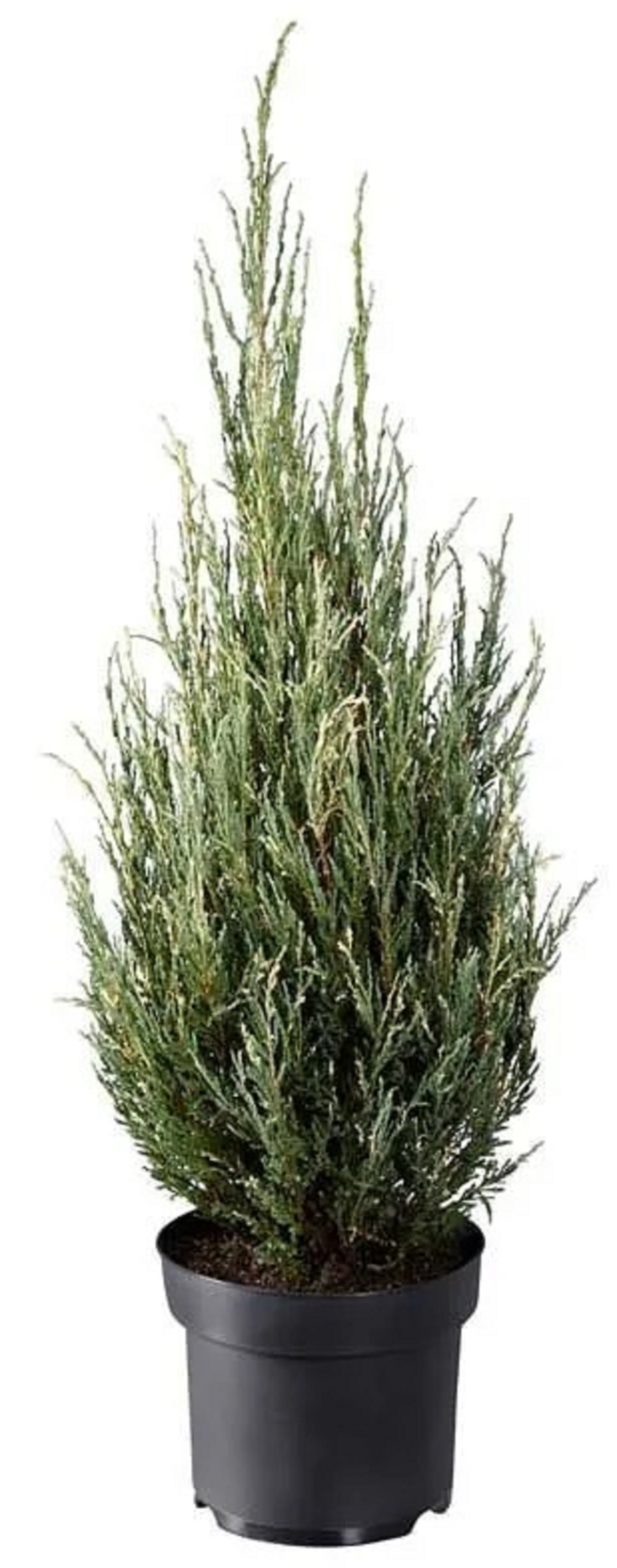 Изображение товара Можжевельник скальный Блю Арроу (с комом) С12 H80 - элегантное растение для вашего сада