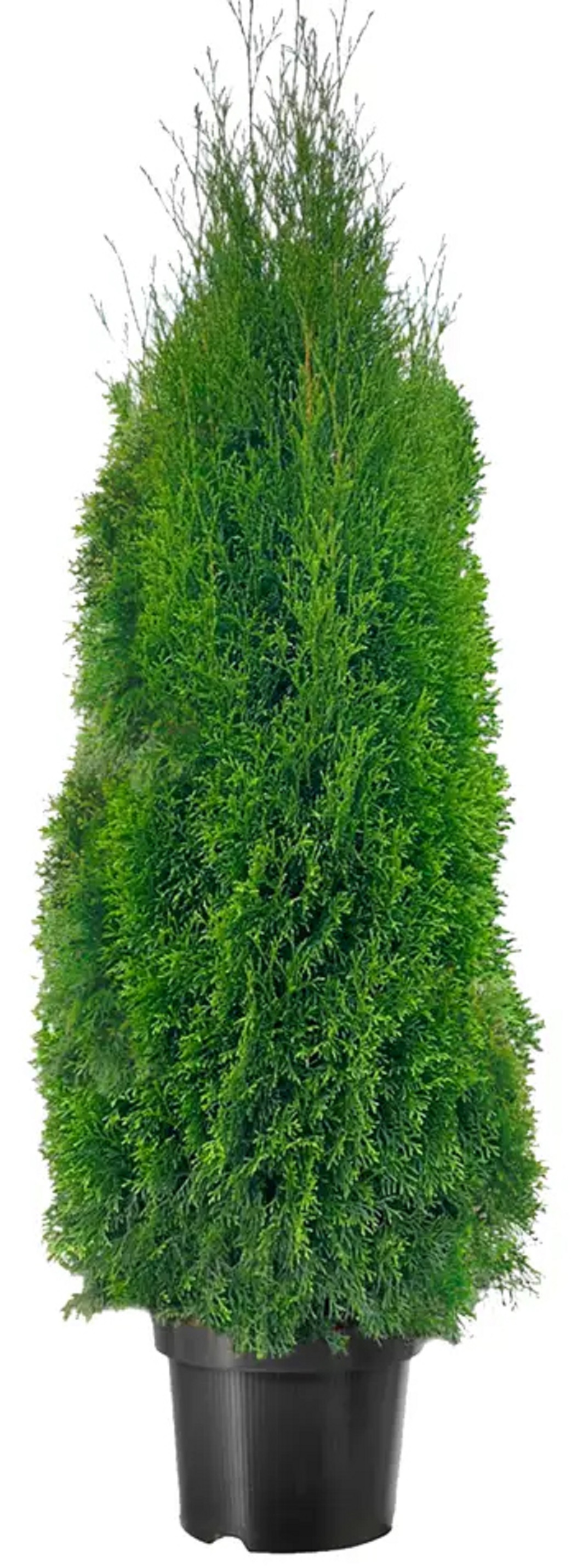 Изображение товара Туя западная Смарагд с комом  в контейнере для ландшафтного дизайна