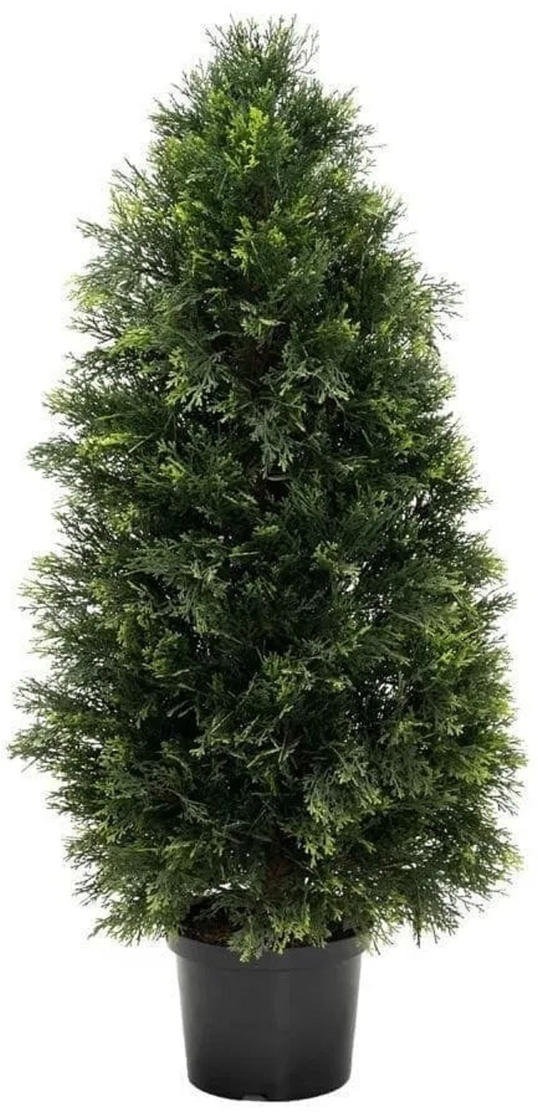 Изображение товара Туя западная Смарагд с комом высотой 160 см морозостойкая вечнозеленая