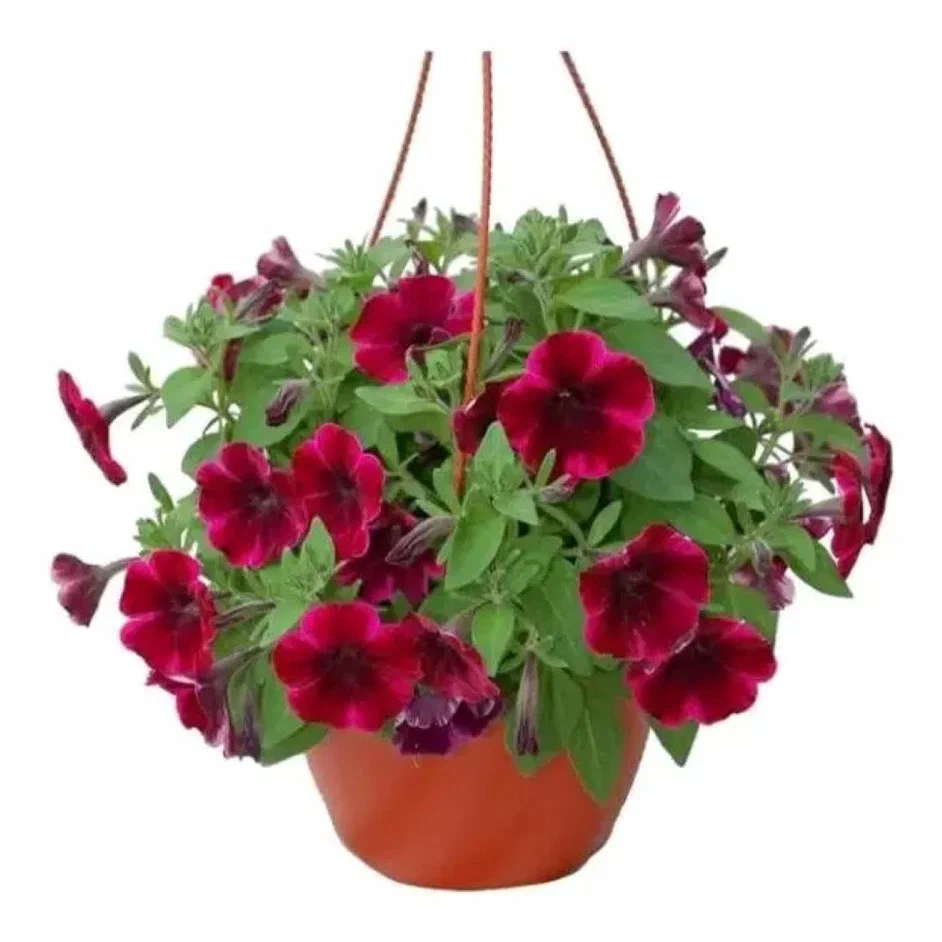 Изображение товара Петуния ампельная D21 кашпо