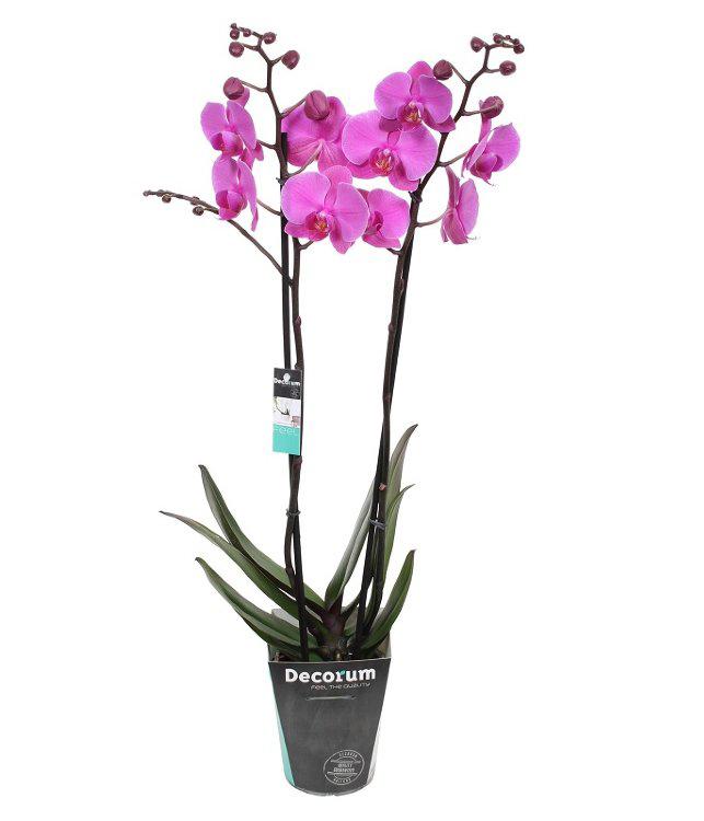 Изображение товара Фаленопсис D12 Многоцветное Цветение ГК Горкунов 750 мм