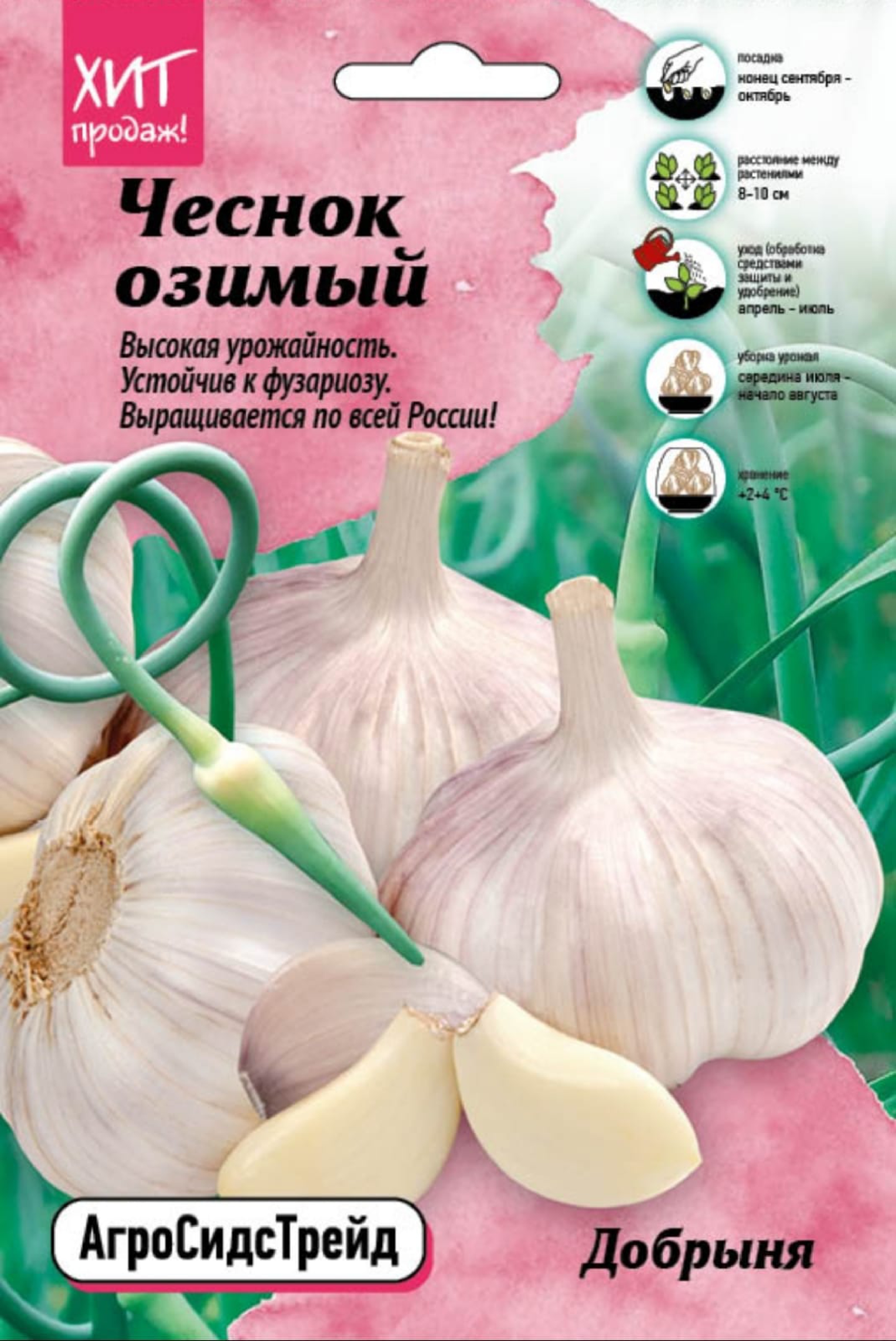 Изображение товара Чеснок Добрыня АСТ 450 г - высокоурожайный озимый сорт