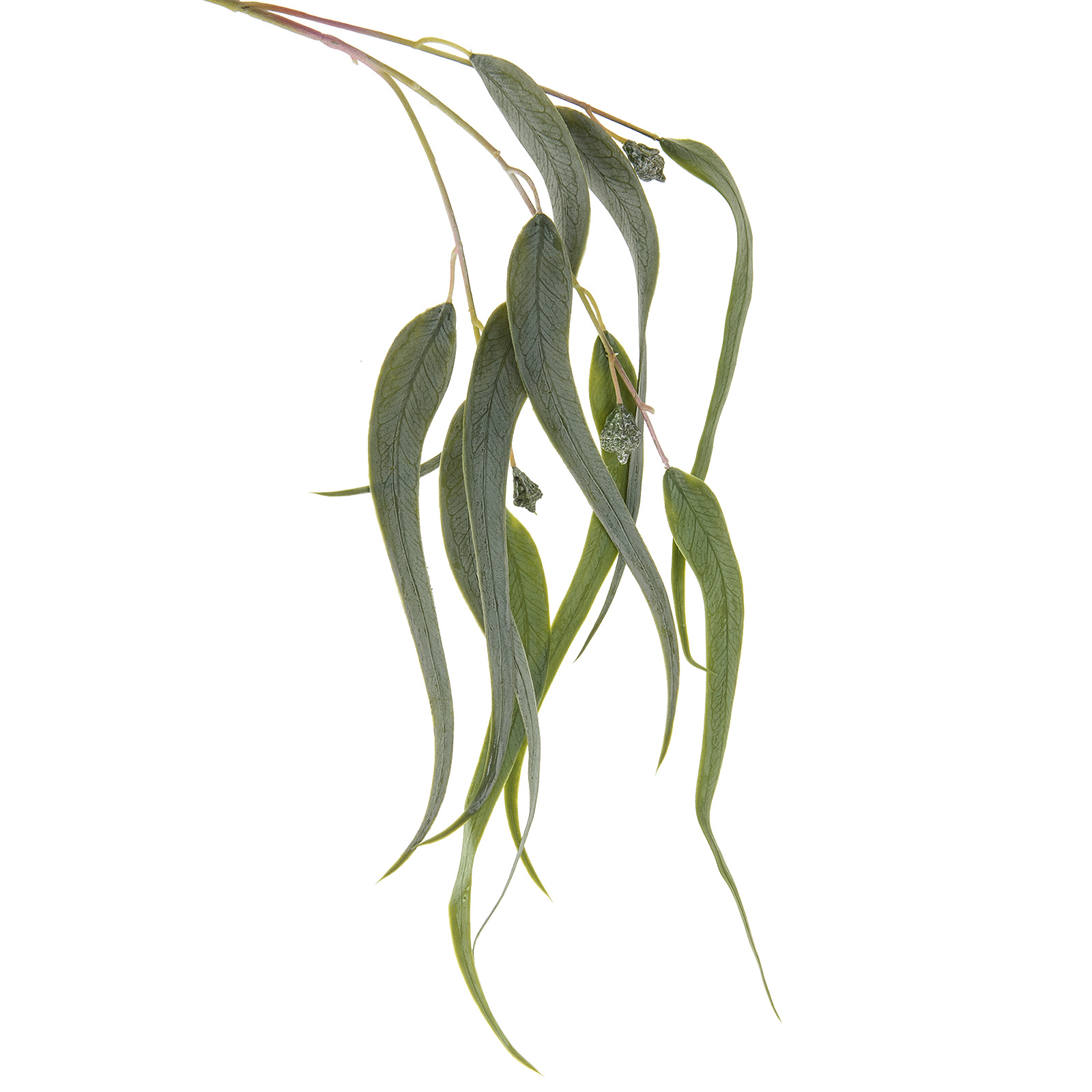 Изображение товара Искусственная ветка Эвкалипт Николи 82 см с плодами для декора