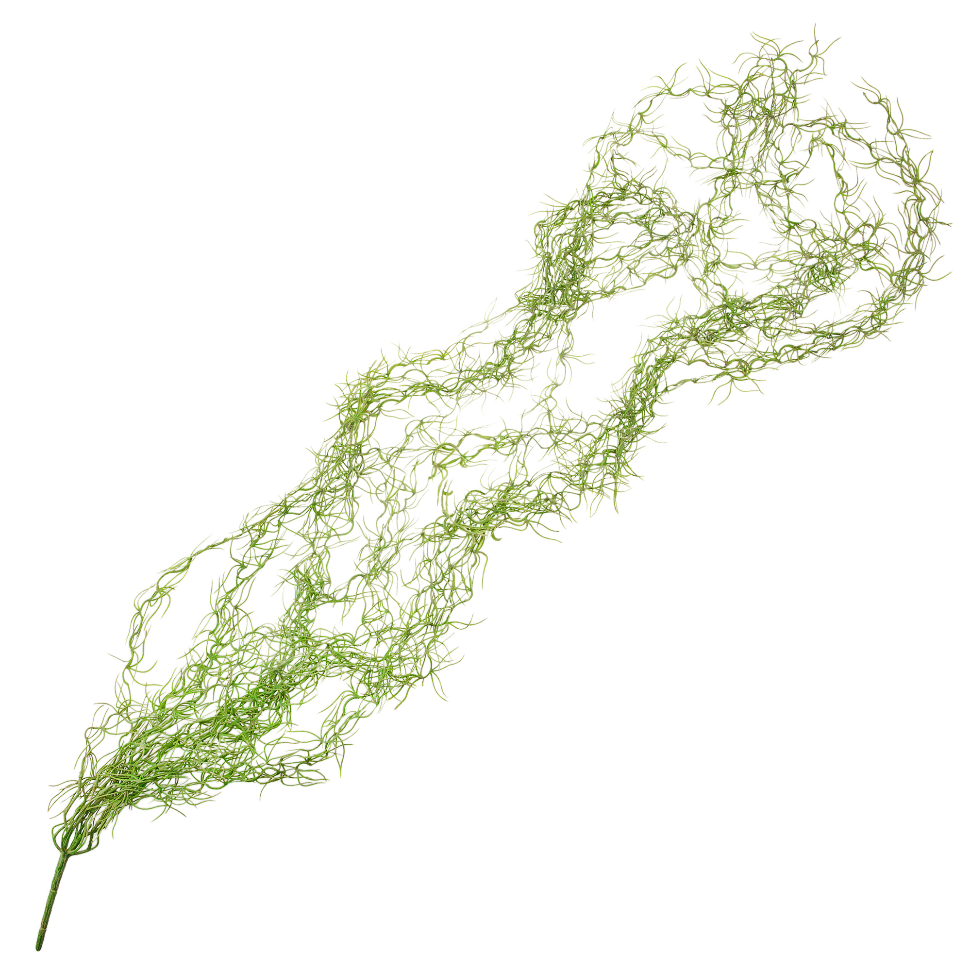 Изображение товара Ампельное растение Рипсалис паутинка высотой 130 см для интерьера